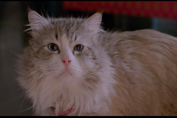 Nine Lives