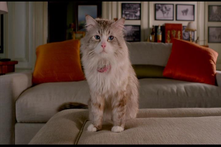 Nine Lives Nine Lives