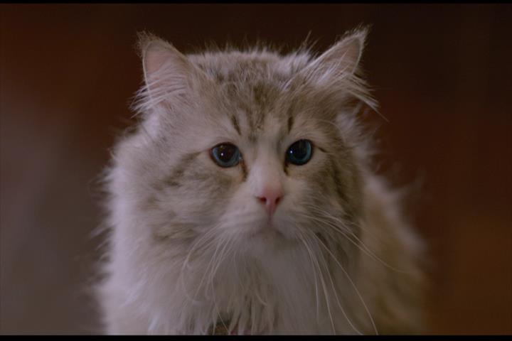 Nine Lives Nine Lives
