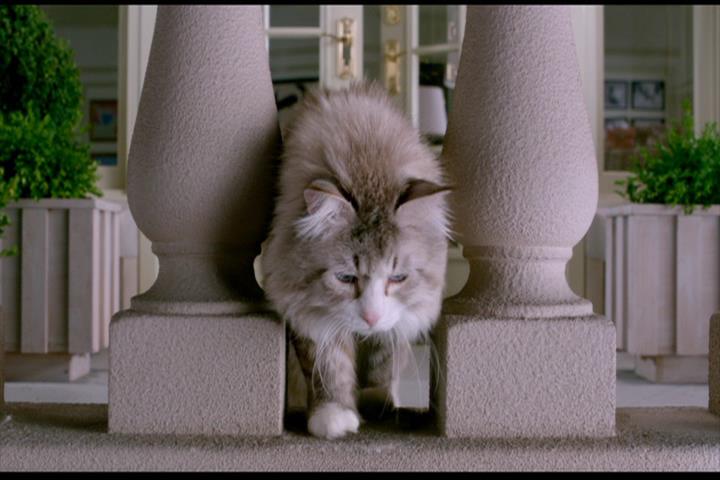 Nine Lives Nine Lives