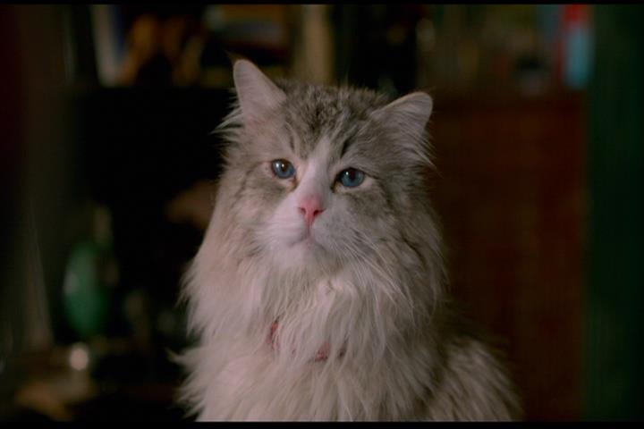 Nine Lives Nine Lives