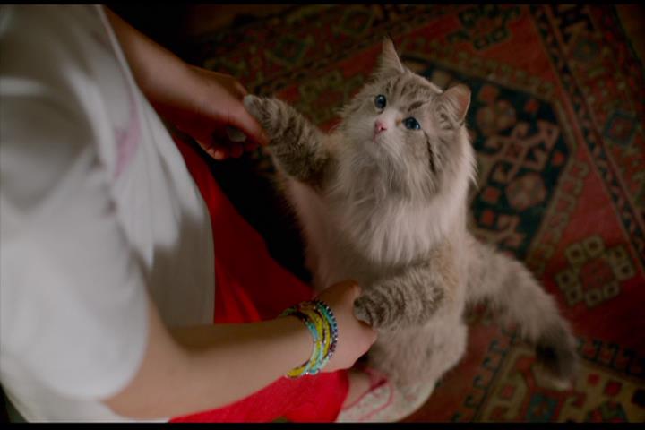 Nine Lives Nine Lives