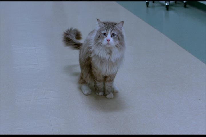 Nine Lives Nine Lives