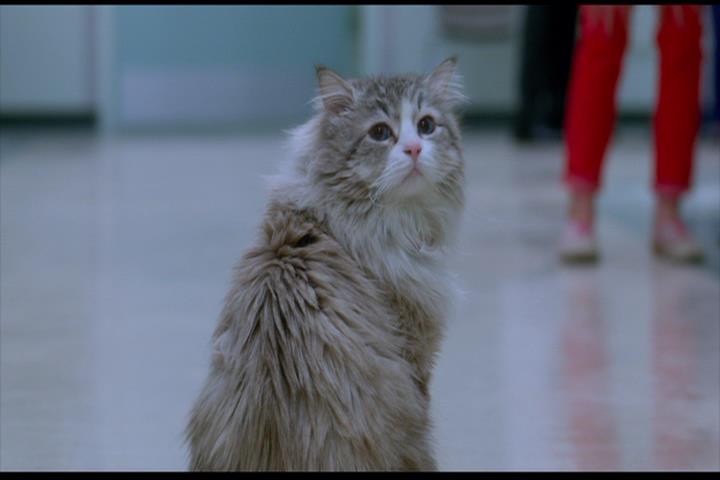 Nine Lives Nine Lives