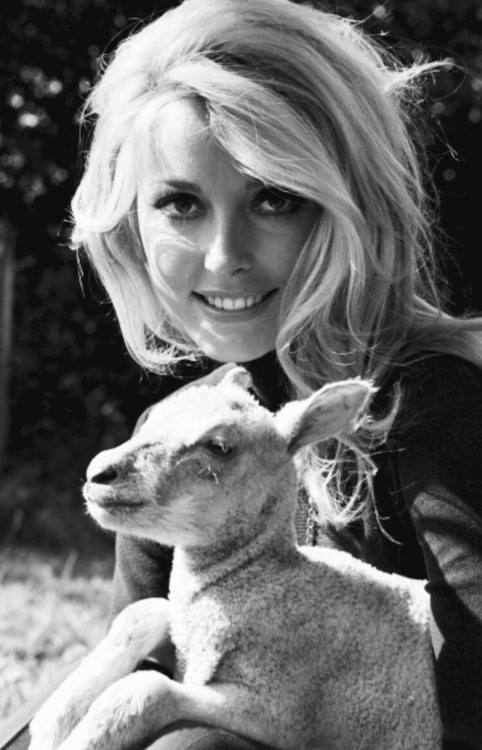 Sharon Tate