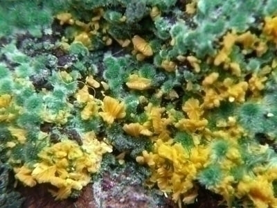 Crystal