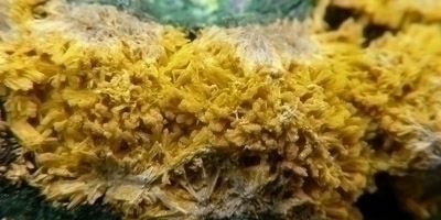 Crystal
