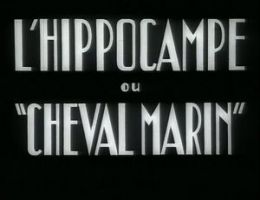 The Seahorse (1934)