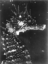The Seahorse (1934)