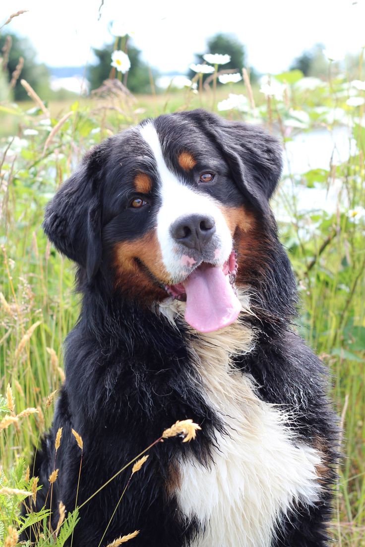 Bernese Mountain Dog