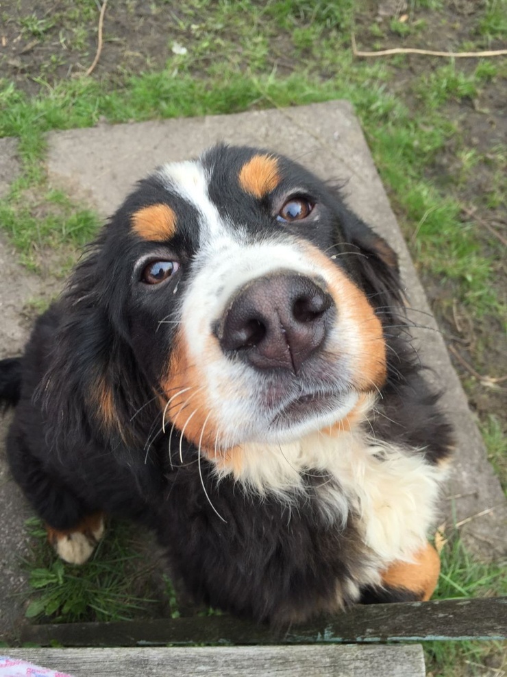 Bernese Mountain Dog