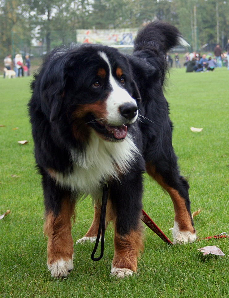 Bernese Mountain Dog