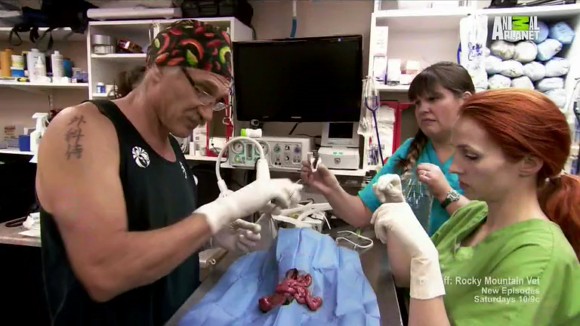 Picture of Dr. Jeff: Rocky Mountain Vet