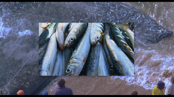 IMAX - Wild Ocean 3D 