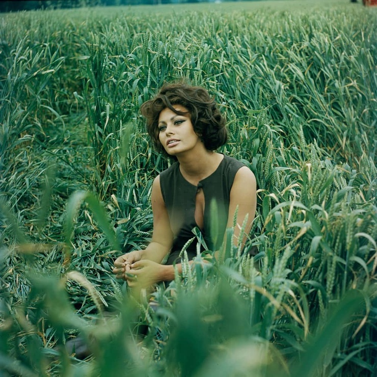 Sophia Loren Sophia Loren