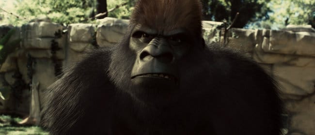 Snowflake the White Gorilla Snowflake the White Gorilla