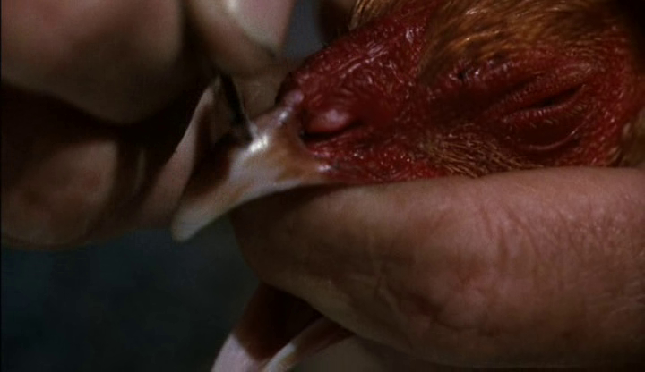 Cockfighter Cockfighter