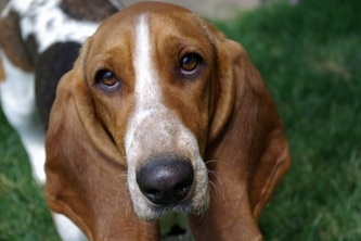 Basset Hound