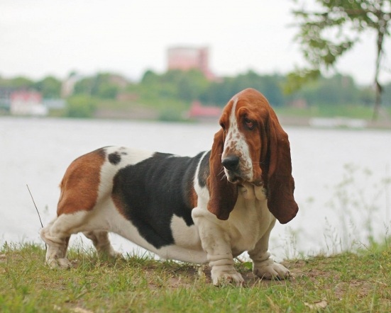 Basset Hound