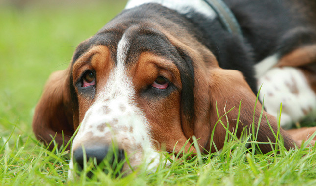 Basset Hound