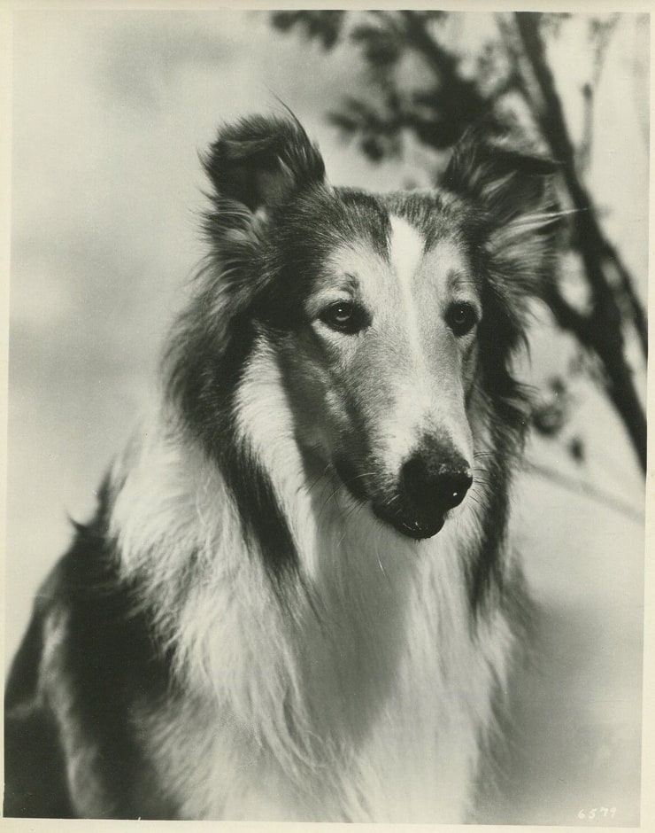 Son of Lassie