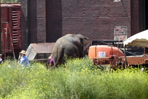 Water for Elephants
