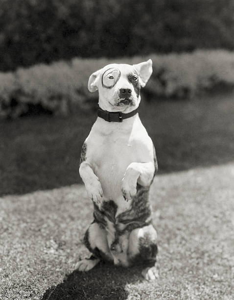 Pete the Dog