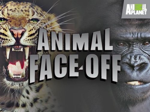 Animal Face Off