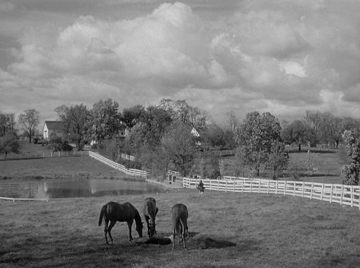 The Asphalt Jungle The Asphalt Jungle
