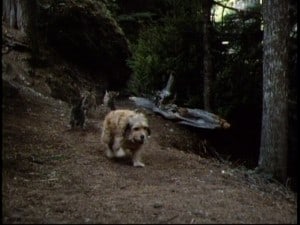 Benji, The Hunted