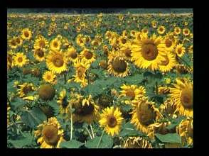 Les tournesols