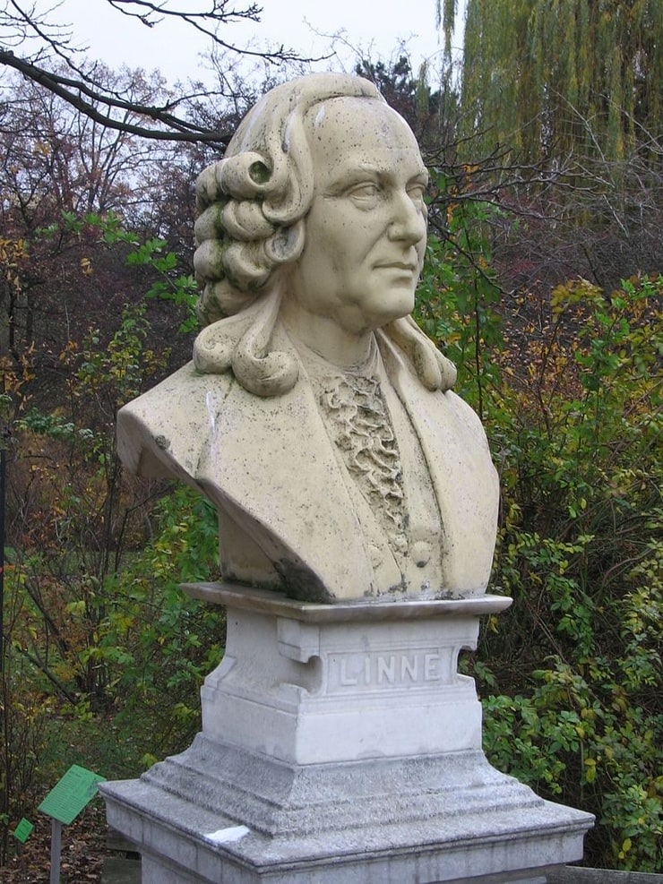 Carl Linnaeus