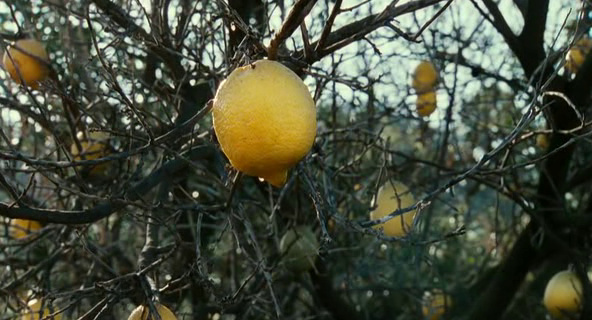 Lemon Tree