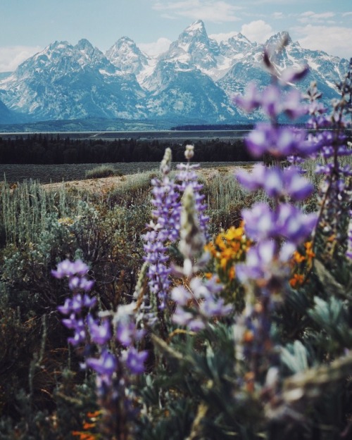 Yellowstone National Park