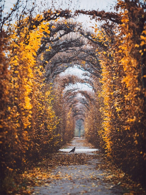 Vienna