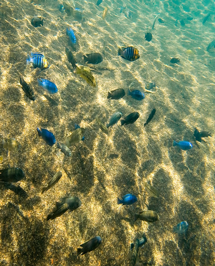 Malawi Malawi