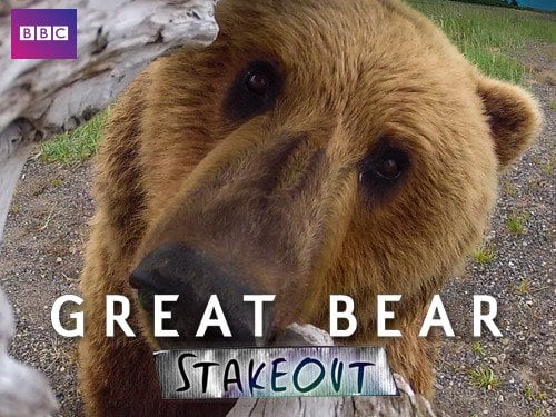 Great Bear Stakeout