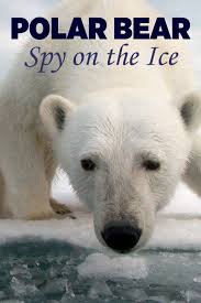 Polar Bears: Spy on the Ice