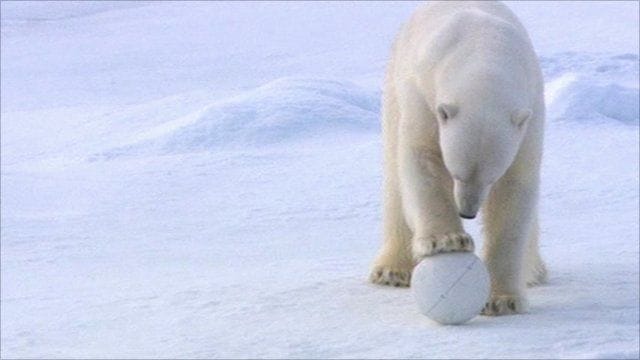 Polar Bears: Spy on the Ice