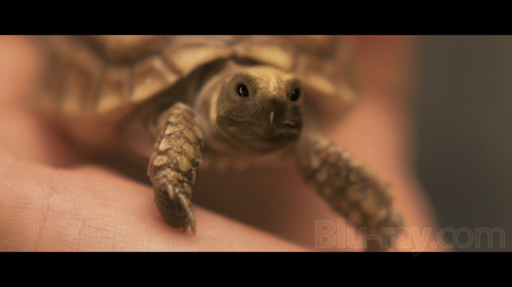 Gamera: The Brave (2006)