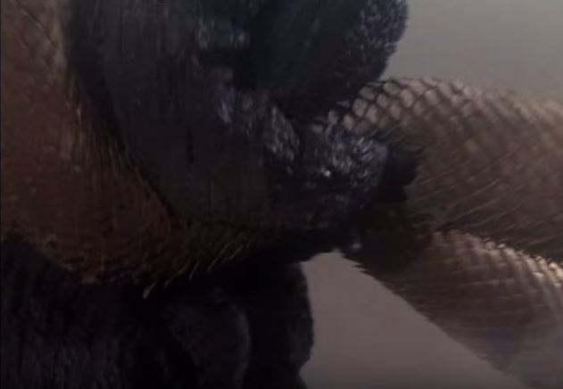 Godzilla vs. King Ghidorah