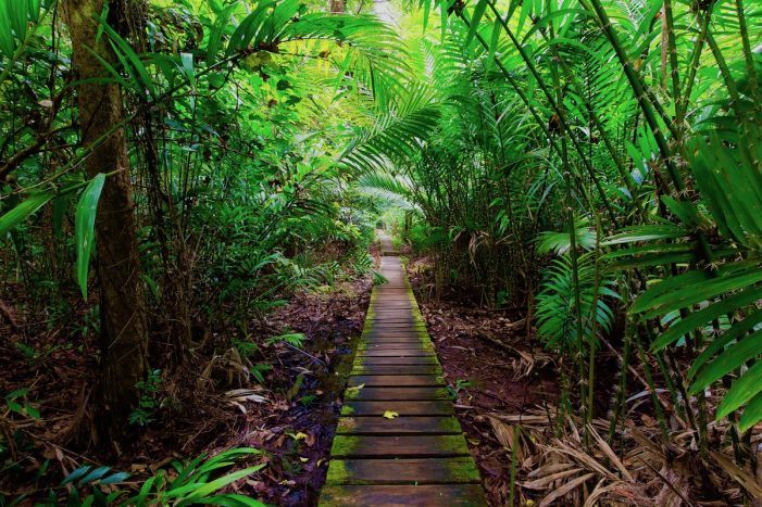 Borneo