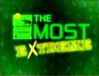 The Most Extreme                                  (2002- )
