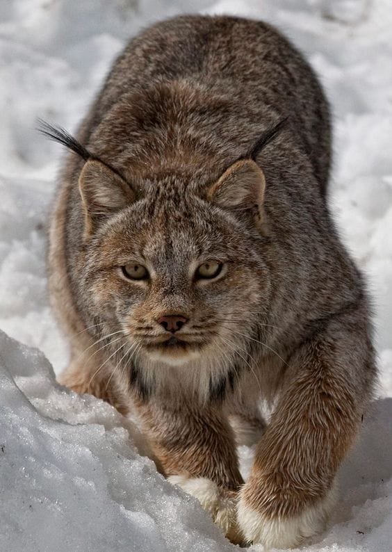 Canadian Lynx