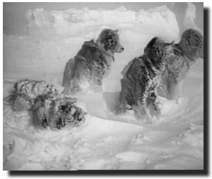 Nanook of the North