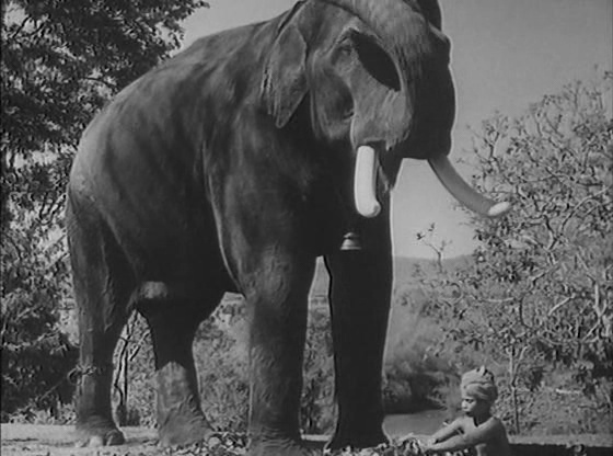 Elephant Boy