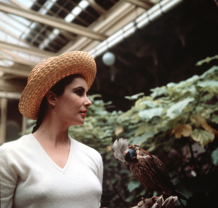 Elizabeth Taylor Elizabeth Taylor