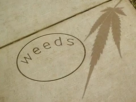 Weeds