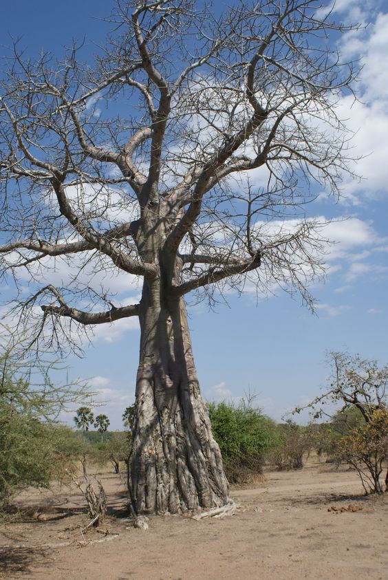 Malawi Malawi