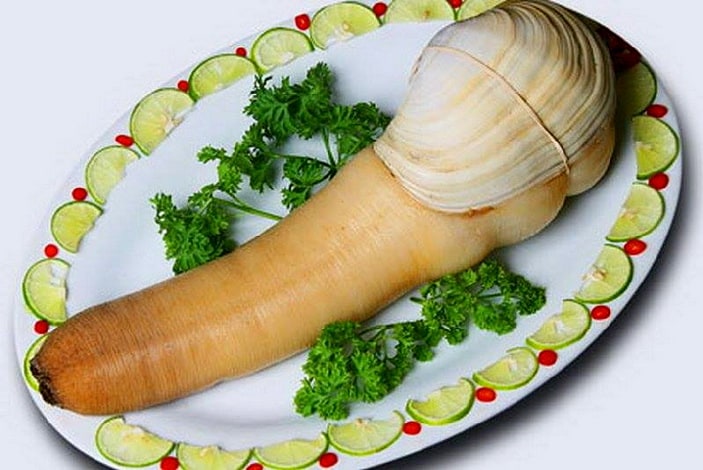 Geoduck